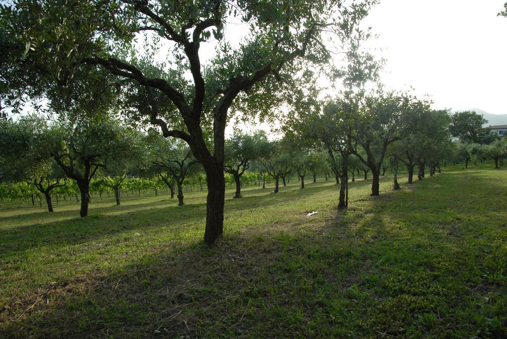 Tenuta Torellone San Potito Sannitico Exteriér fotografie